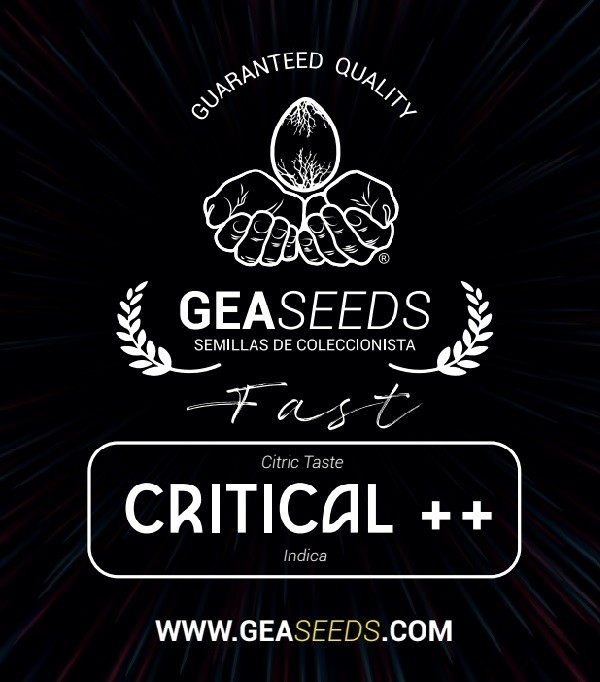 Fast Critical ++ Feminizada (Gea Seeds) 0