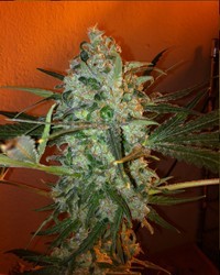 King Kong Five (Mano Verde Seeds) Semilla Feminiza Cannabis-Marihuana 0