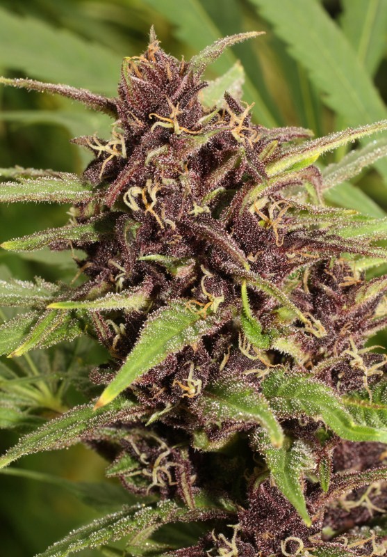 Frisian Dew (Dutch Passion) Semilla feminizada Cannabis-Marihuana 2