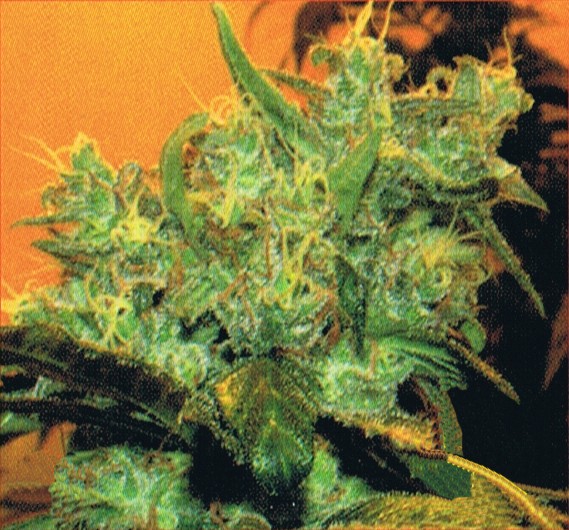 Goxuak Auto (Genehtik Seeds) Semilla Autofloración feminizada Cannabis 0