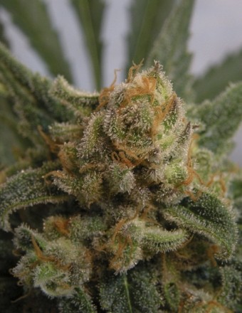Grapegum (Ripper Seeds) Semilla Cannabis Feminizada 0