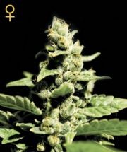 Green-o-matic Auto (Green House Seeds) Semilla Autofloreciente Feminizada Cannabis-Marihuana 0