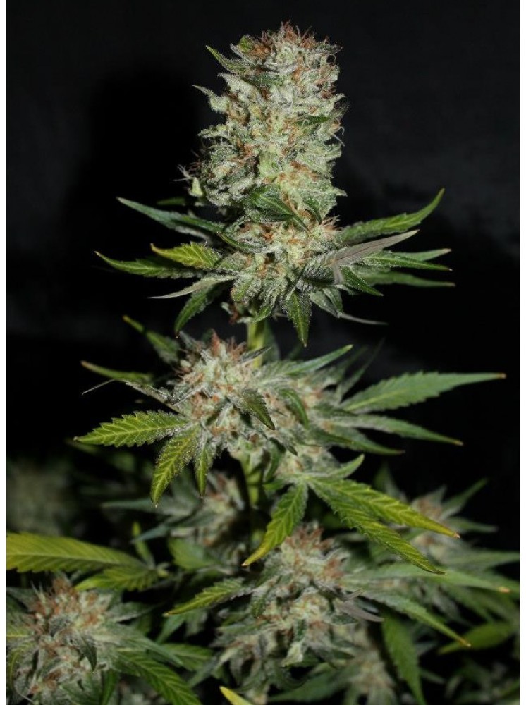 Houchie Kouchie Kush (Makka Seeds) Semilla Feminizada Cannabis 0