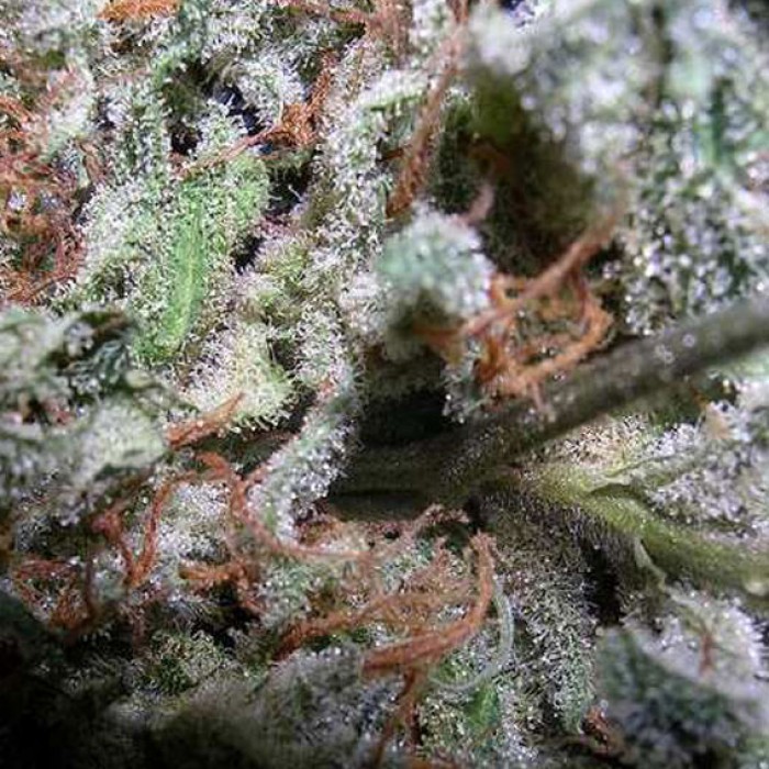Indica Champions Pack (Paradise Seeds) 1