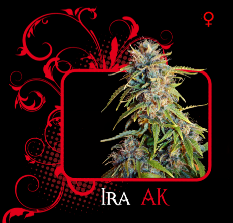 Ira Ak (7 Pekados Seeds) Semilla feminizada Marihuana Barata Ira Ak (7 Pekados Seeds) Características: ak47, ak-47 seeds, semilla, graines 0