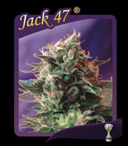 Jack 47 (Sweet Seeds) Feminizada 0