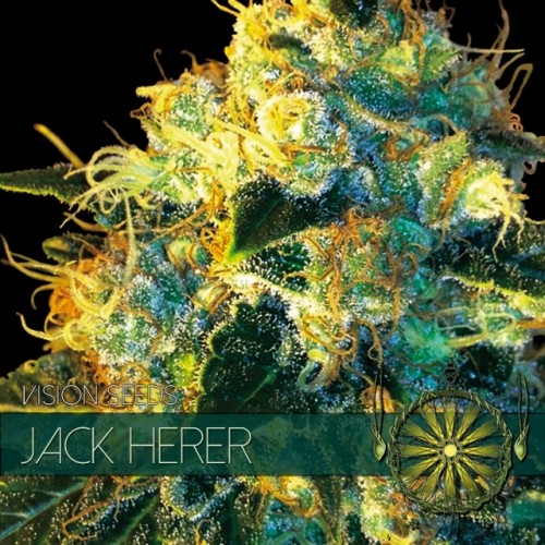 Jack Herer (Vision Seeds) Semilla Feminizada Marihuana Barata 2
