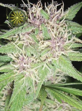 Jack Herer (Vision Seeds) Semilla Feminizada Marihuana Barata 0