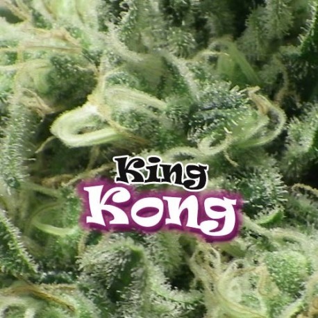 King Kong (Dr. Underground Seeds) Semilla Feminizada Cannabis - Marihuana 0