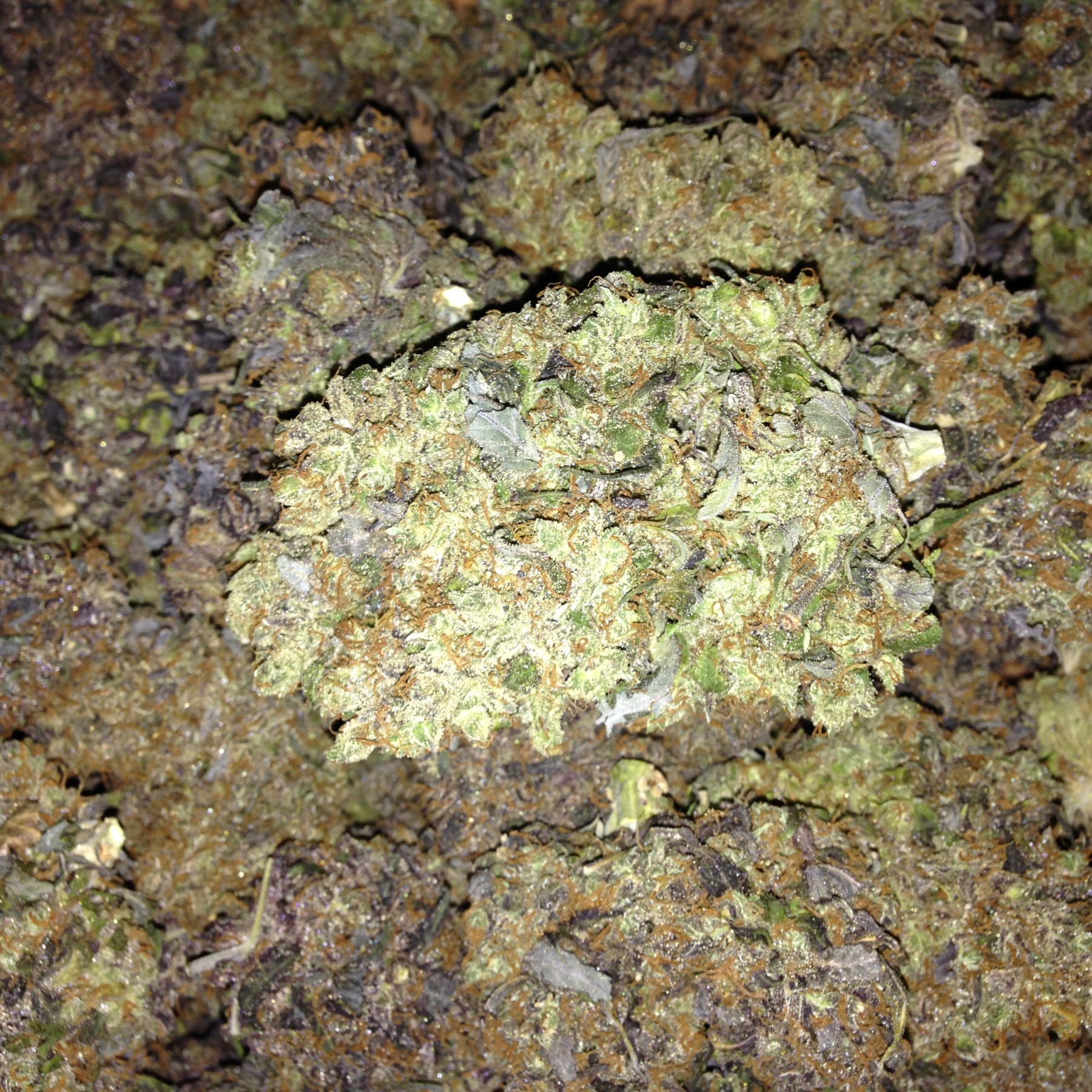 King Kong Five (Mano Verde Seeds) Semilla Feminiza Cannabis-Marihuana 1