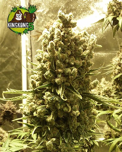 King Kong Five (Mano Verde Seeds) Semilla Feminiza Cannabis-Marihuana 3
