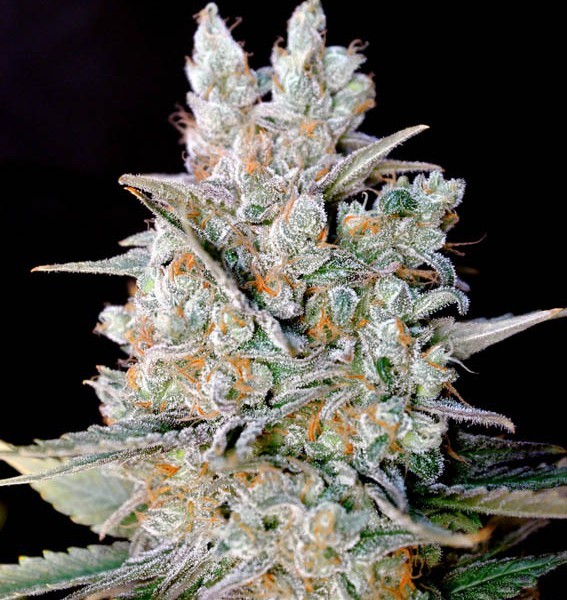 Kritikal Bilbo Auto (Genehtik Seeds) Semilla Autofloración feminizada Cannabis 0