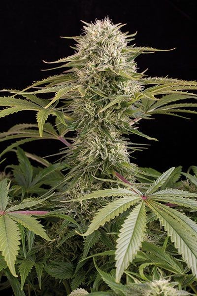 Kush'N'Cheese (Dinafem) Semilla Feminizada Cannabis 0