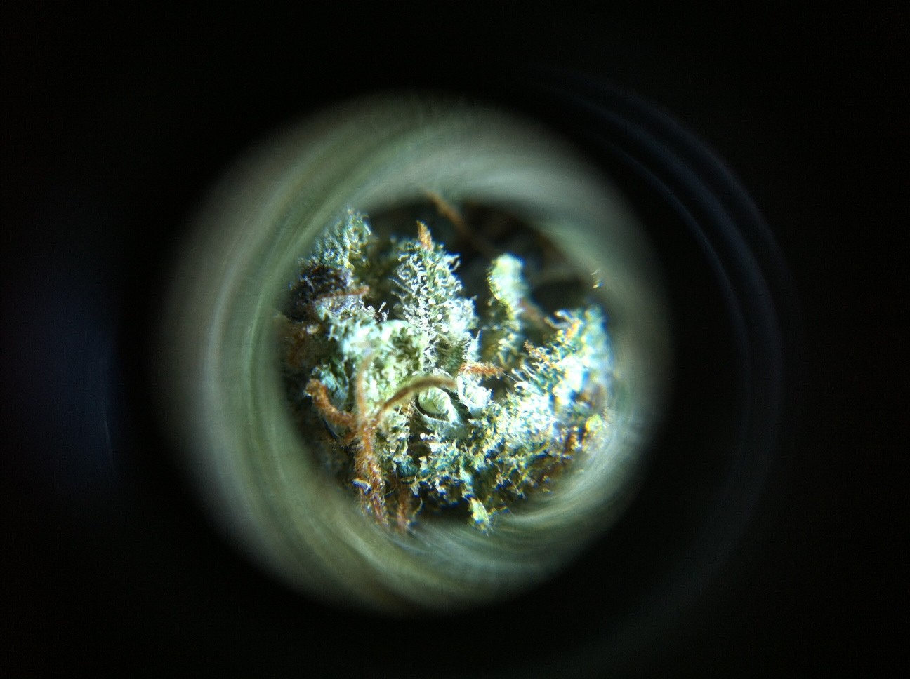Microscopio para ver los tricomas y resina de la marihuana 0