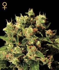 Ladyburn 1974 GH (Green House Seeds) Semilla feminizada Marihuana Barata 0