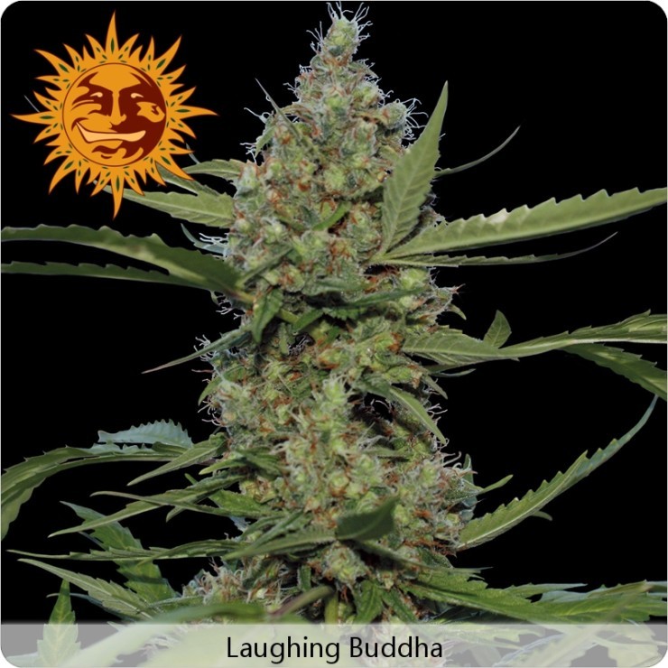 Laughing Buddha (Barney´s Farm Seeds) 0