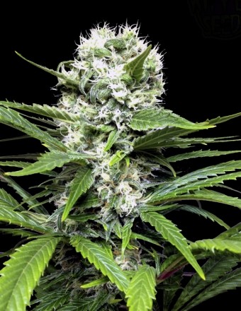 Coleccionista 1 (Ripper Seeds) 6 Semillas Feminizadas de Cannabis 1