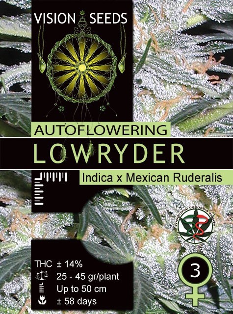 Lowryder Auto Vision Seeds 2