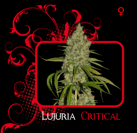 Lujuria Critical (7 Pekados Seeds) Semilla feminizada Marihuana Barata 0