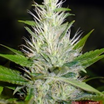 Malakoff (Medical Seeds) Feminizada Semilla Malakoff Feminizada Cannabis cruce de Strawberry Haze x White Widow 0