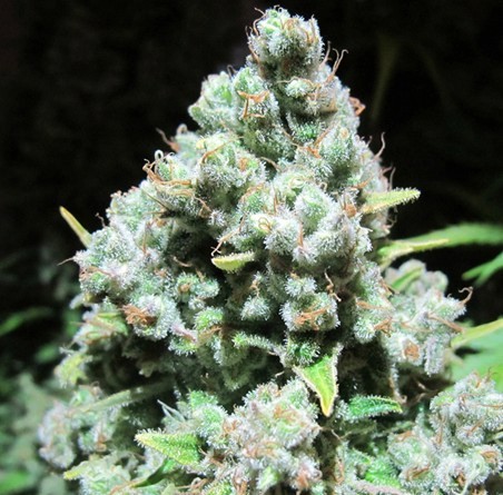 Malakoff (Medical Seeds) Feminizada Semilla Malakoff Feminizada Cannabis cruce de Strawberry Haze x White Widow 1