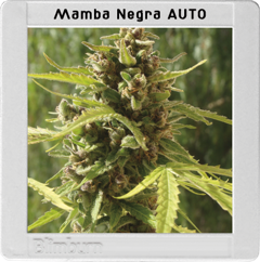 Mamba Negra Auto (Blim Burn Seeds) 0