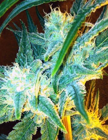 Lili (Mano Verde Seeds) Semilla Feminiza Cannabis-Marihuana 0