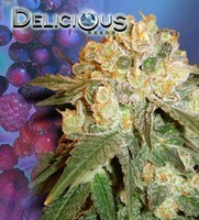 Marmalate (Delicious Seeds) Semilla de Cannabis Feminizada 1