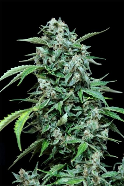 Maxi Haze Automatic (GRass-o-Matic) Semilla feminizada Autofloreciente Cannabis 2