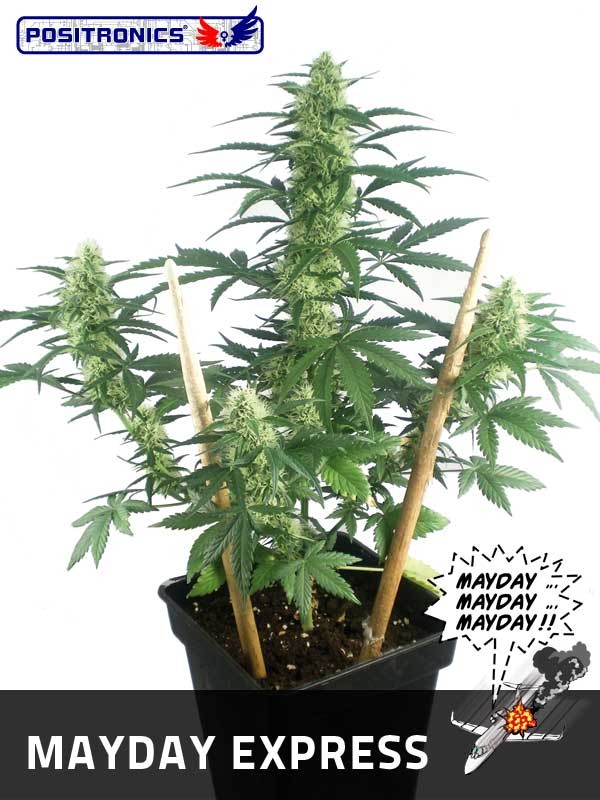 May Day Express (Positronics Seeds) 1