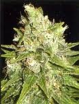 MAZAR X GREAT WHITE SHARK (WORLD OF SEEDS) MEDICAL COLLECTION 0