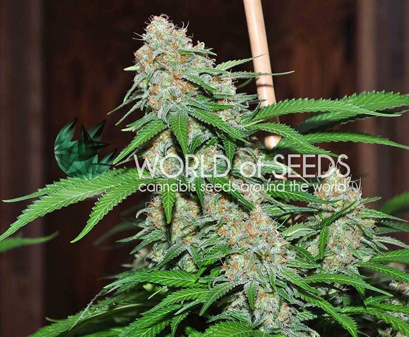 Mazar x White Rhino (World of Seeds) Semilla Cannabis Feminizados Medical Collection 1