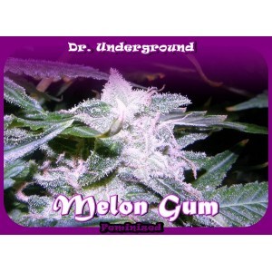 Melon Gum (Dr. Underground Seeds) 0