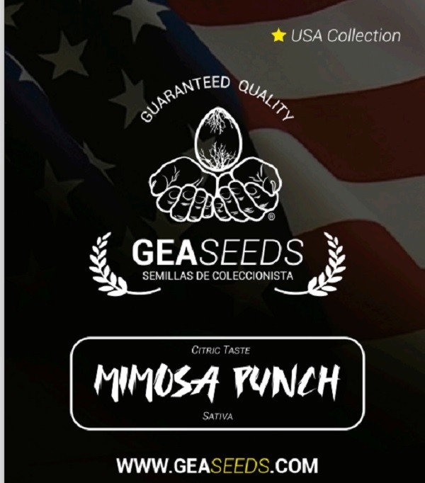 Mimosa Punch Feminizada (Gea Seeds) 0