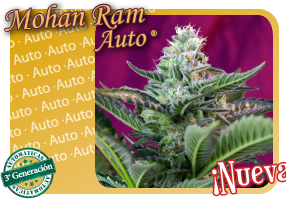 Mohan Ram Auto (Sweet Seeds)  0