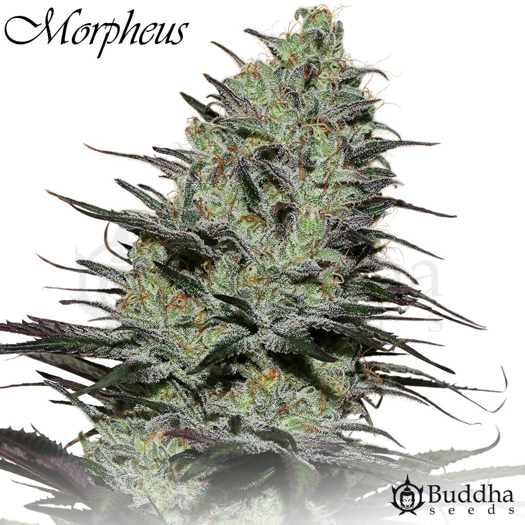 Morpheus CBD (Buddha Seeds) 0