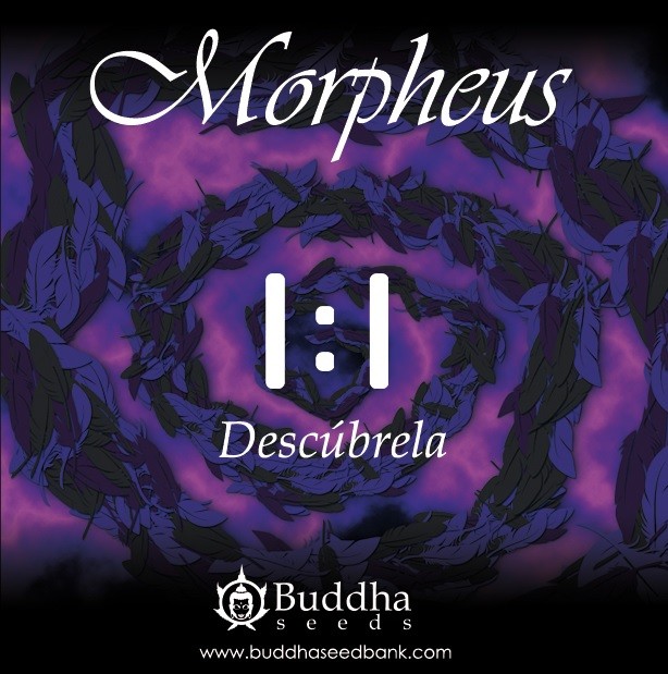 Morpheus CBD (Buddha Seeds) 1