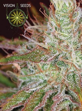 Northern Lights (Vision Seeds) Semilla Cannabis Feminizada 0