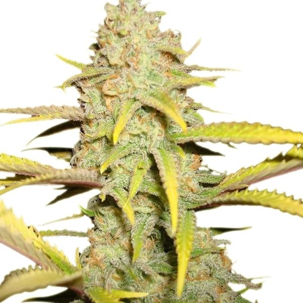 O.G. Kush (Royal Queen Seeds) Semilla cannabis Feminizada 0