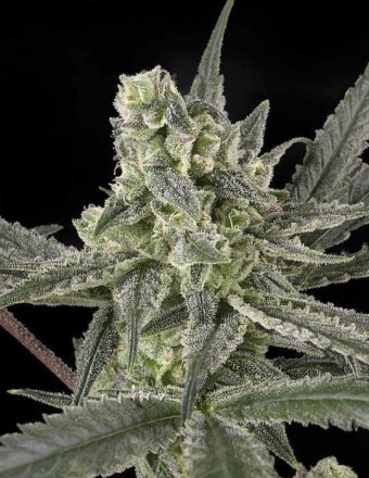 Old School (Ripper Seeds) Semilla Feminizada Cannabis 1