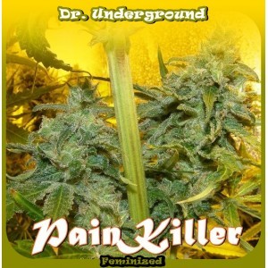 Painkiller (Dr. Underground Seeds) Semilla Feminizada Cannabis - Marihuana 0