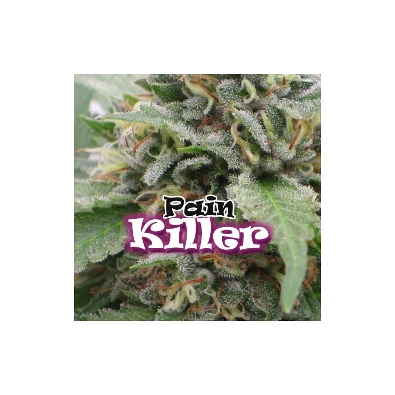 Painkiller (Dr. Underground Seeds) Semilla Feminizada Cannabis - Marihuana Painkiller (Dr. Underground Seeds) Hablamos de un híbrido creado exclusivamente para uso medicinal, si bien en las sativas buscamos efectos activos, en esta planta hemos creado lo  1