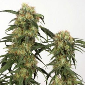 Pamir Gold (Dutch Passon Seeds) Semilla Feminizada Cannabis Indoor-Outdoor del Himalaya 0