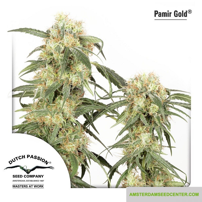 Pamir Gold (Dutch Passon Seeds) Semilla Feminizada Cannabis Indoor-Outdoor del Himalaya 2