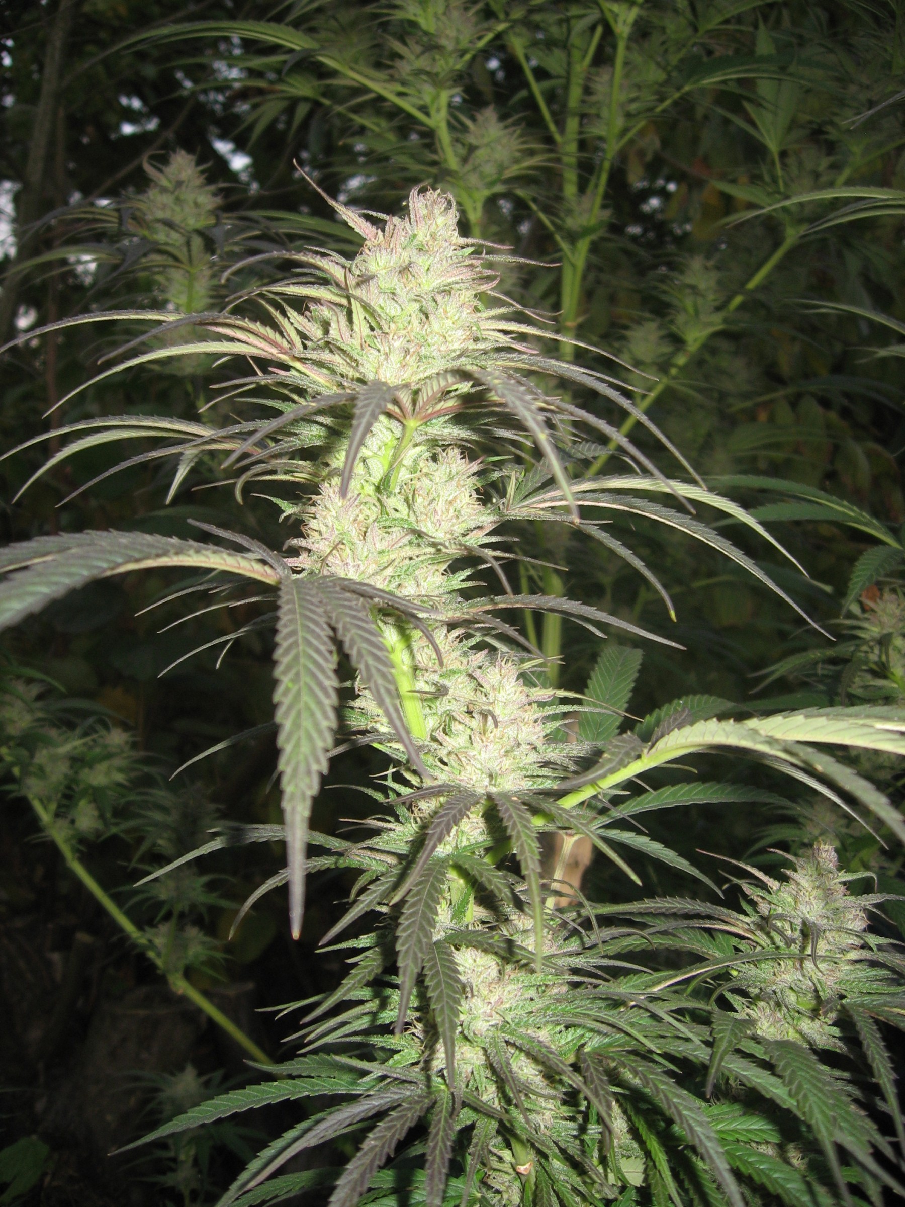 Pamir Gold (Dutch Passon Seeds) Semilla Feminizada Cannabis Indoor-Outdoor del Himalaya 1