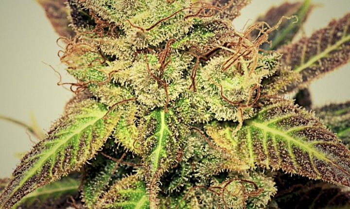 Pepiberry (Pepita Seeds) Semilla Feminizada Marihuana Barata 0