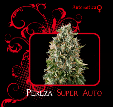 Pereza Super Auto (7 Pekados Seeds) Semilla feminizada Autoflorecidnte Marihuana Pereza Super Auto (7 Pekados Seeds) 0