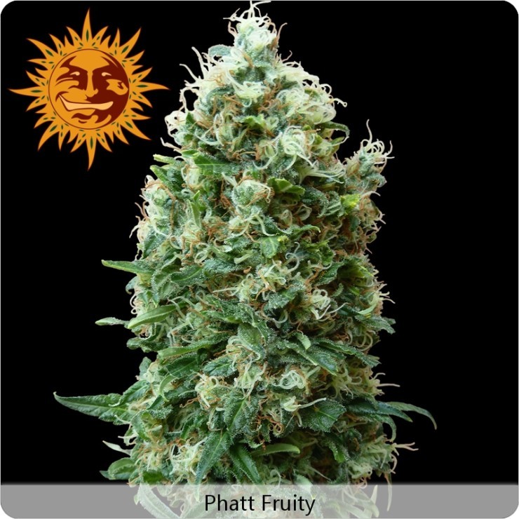 Phatt Fruity (Barney´s Farm Seeds) 1