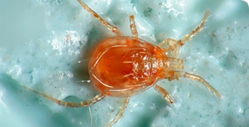 SPIDEX Phytoseiulus Persimilis (Contra Araña Roja) Lucha Biológica 2