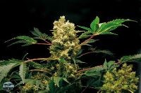 Semillas de marihuana Power Kush Feminizadas 100% 2
